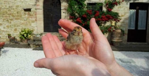 Agriturismo Il Podere Hotel Petrignano Kültér fotó
